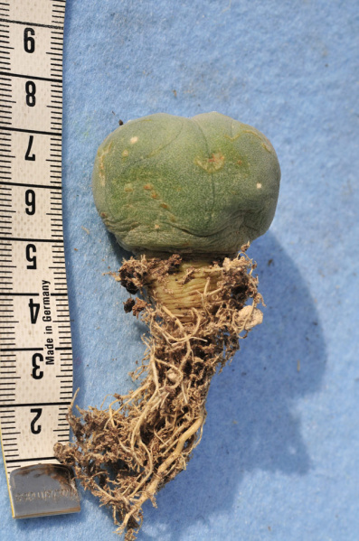 Файл:Lophophora diffusa 2.jpg