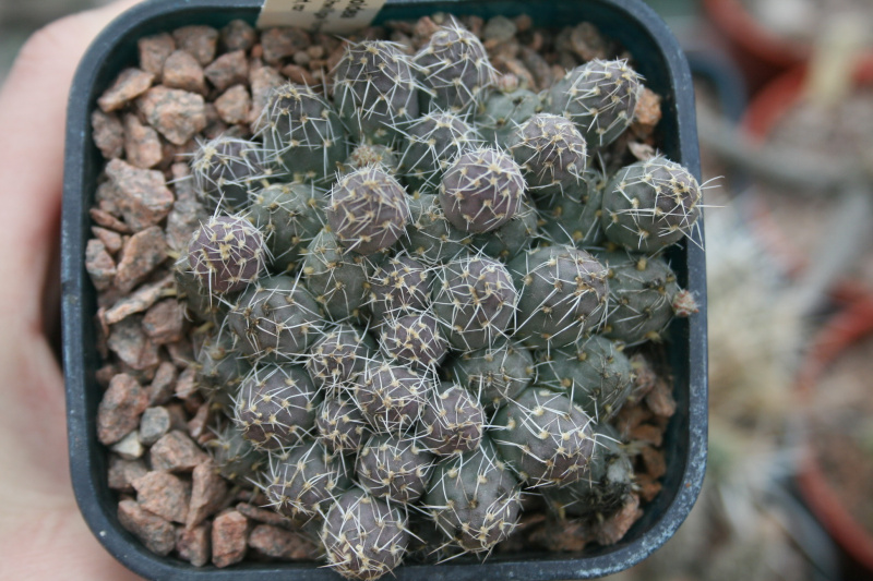 Файл:Maihueniopsis archiconoidea 1.jpg