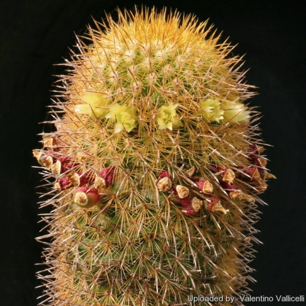 Файл:Mammillaria eriacantha 12195.jpg