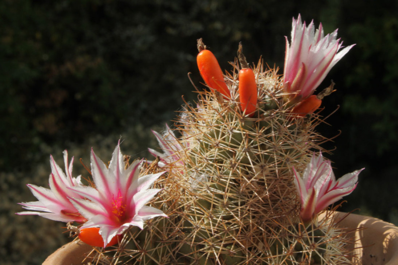 Файл:Mammillaria fraileana 02.jpg