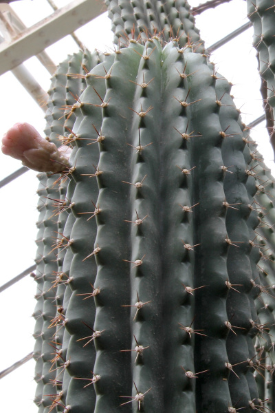 Файл:Neobuxbaumia scoparia pm.jpg