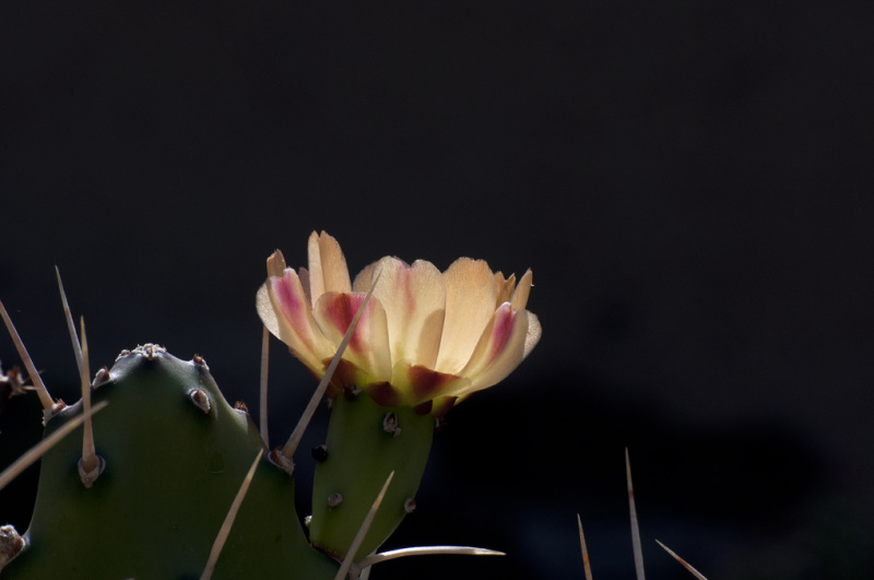 Файл:Opuntia assumptionis 0059.jpg