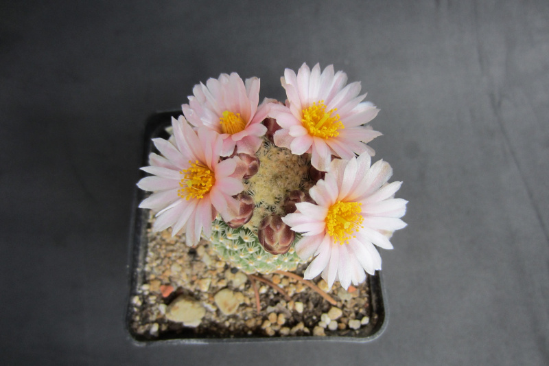 Файл:Pediocactus knowltonii SB304 20140409.JPG