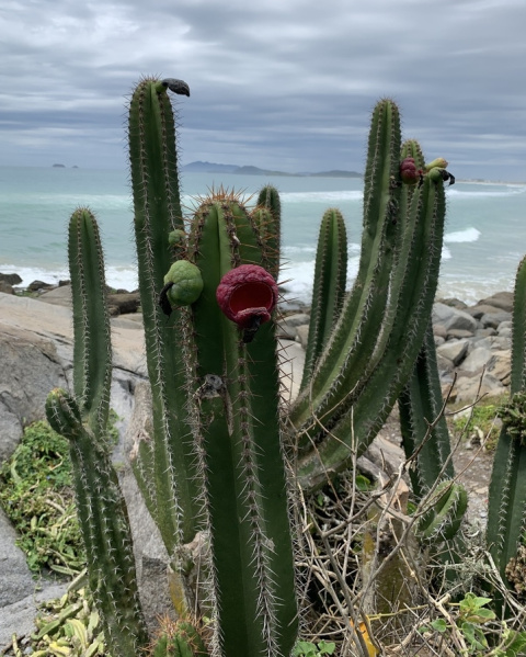 Файл:Pilosocereus arrabidae 1.jpg