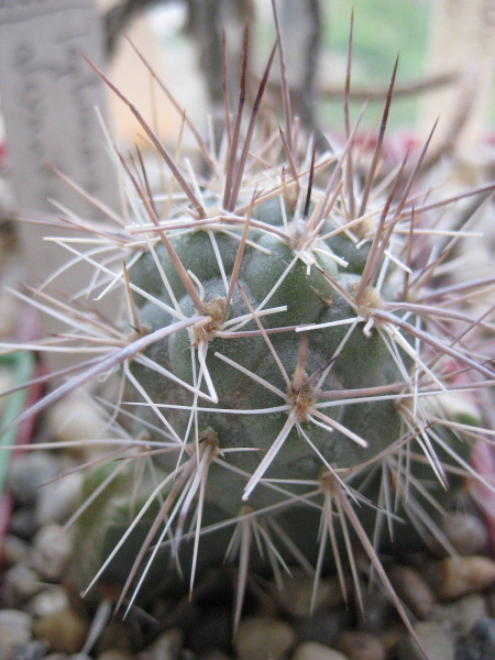 Файл:Tephrocactus alexanderi 2.jpg