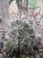 Tephrocactus alexanderi