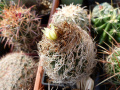 Turbinicarpus pseudomacrochele ssp. krainzianus