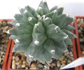 Astrophytum myriostigma KIKKO nudum