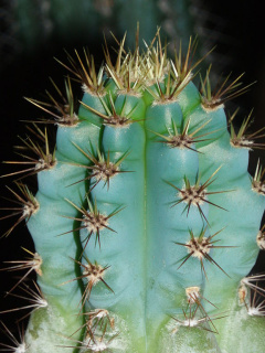 Cereus bicolor 1.JPG