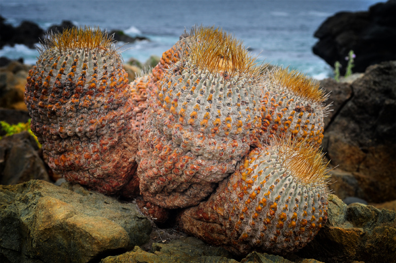 Файл:Copiapoa cinerea ssp. haseltoniana 0312.jpg