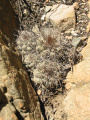 Copiapoa humilis var. humilis.jpg