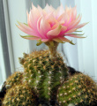 Echinopsis arachnacantha 4.JPG