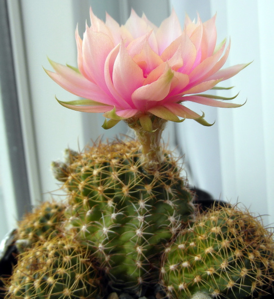 Файл:Echinopsis arachnacantha 4.JPG