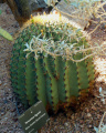 Ferocactus diguetii 5.jpg