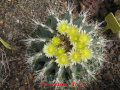 Ferocactus flavovirens 3.jpg