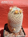Mammillaria gasseriana 3.jpg