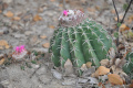 Melocactus curvispinus 3.jpg