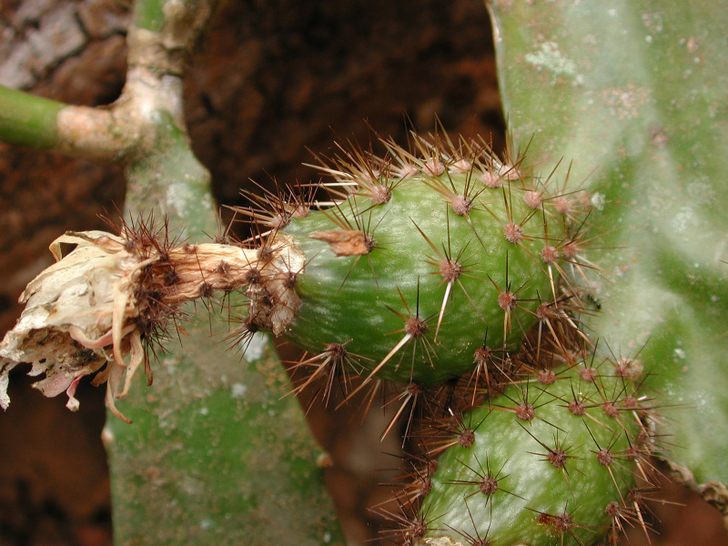 Файл:Weberocereus tonduzii 2.jpg