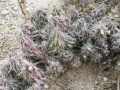Corynopuntia bulbispina