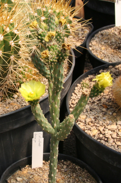 Файл:Cylindropuntia tesajo.jpg