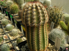 Echinocereus reichenbachii ssp. reichenbachii.jpg