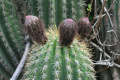 Echinopsis bridgesii ssp. vallegrandensis 3.jpg