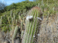 Echinopsis caulescens 3.JPG