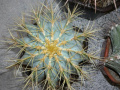 Ferocactus glaucescens 4.jpg