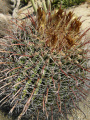Ferocactus wislizeni 31.JPG
