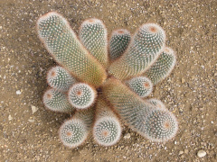 Mammillaria spinosissima ssp. tepoxtlana 10.jpg