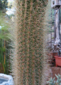 Pacherocactus orcuttii 2.jpg