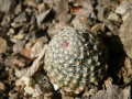 Pediocactus knowltonii 7.jpg