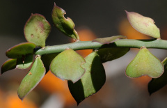 Pereskiopsis porteri.jpg