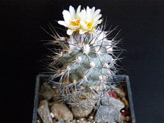 Turbinicarpus gielsdorfianus 1.jpg