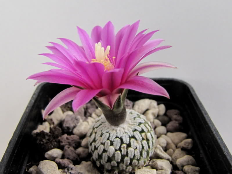 Файл:Turbinicarpus pseudopectinatus rubiflorus.jpg
