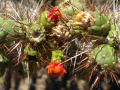 Austrocylindropuntia subulata ssp. exaltata