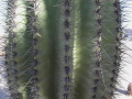 Carnegiea gigantea 4.JPG