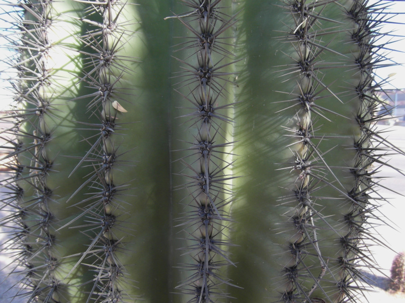 Файл:Carnegiea gigantea 4.JPG