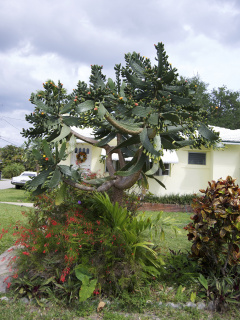 Consolea macracantha 2.jpg