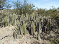 Corryocactus tarijensis