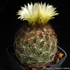 Coryphantha pseudoechinus ssp. laui.jpg