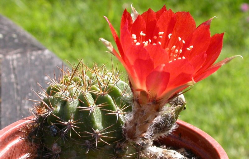 Файл:Echinopsis hertrichiana 1.jpg