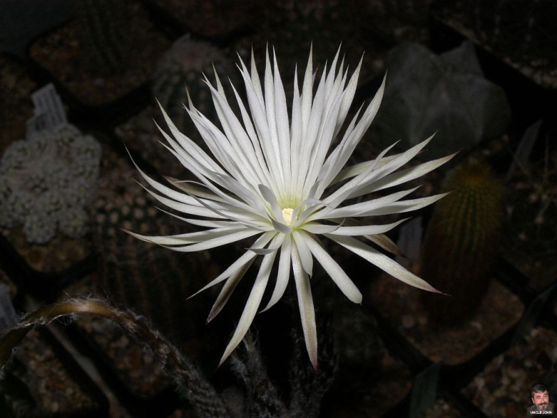 Файл:Echinopsis mirabilis 1.jpg