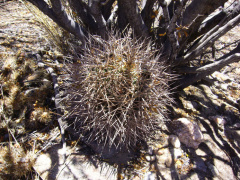 Echinopsis thionantha ssp. ferrarii orig.jpg