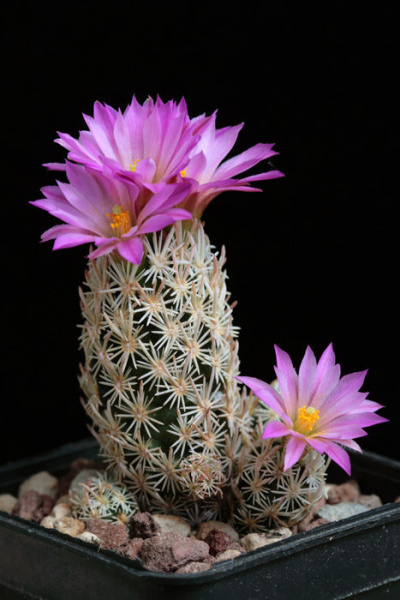 Файл:Escobaria minima 02.jpg