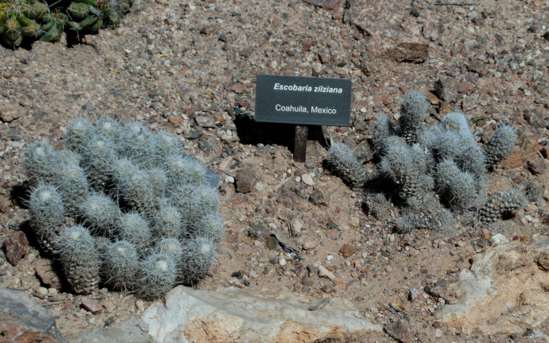 Файл:Escobaria zilziana 3.JPG
