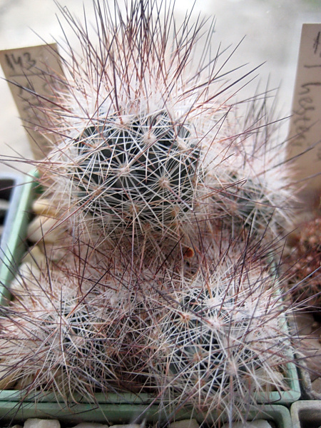 Файл:Escobaria zilziana melaleuca.jpg