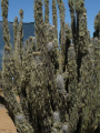 Eulychnia iquiquensis ssp. iquiquensis