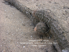 Haageocereus tenuis 2.jpg