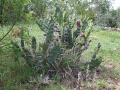Opuntia elata